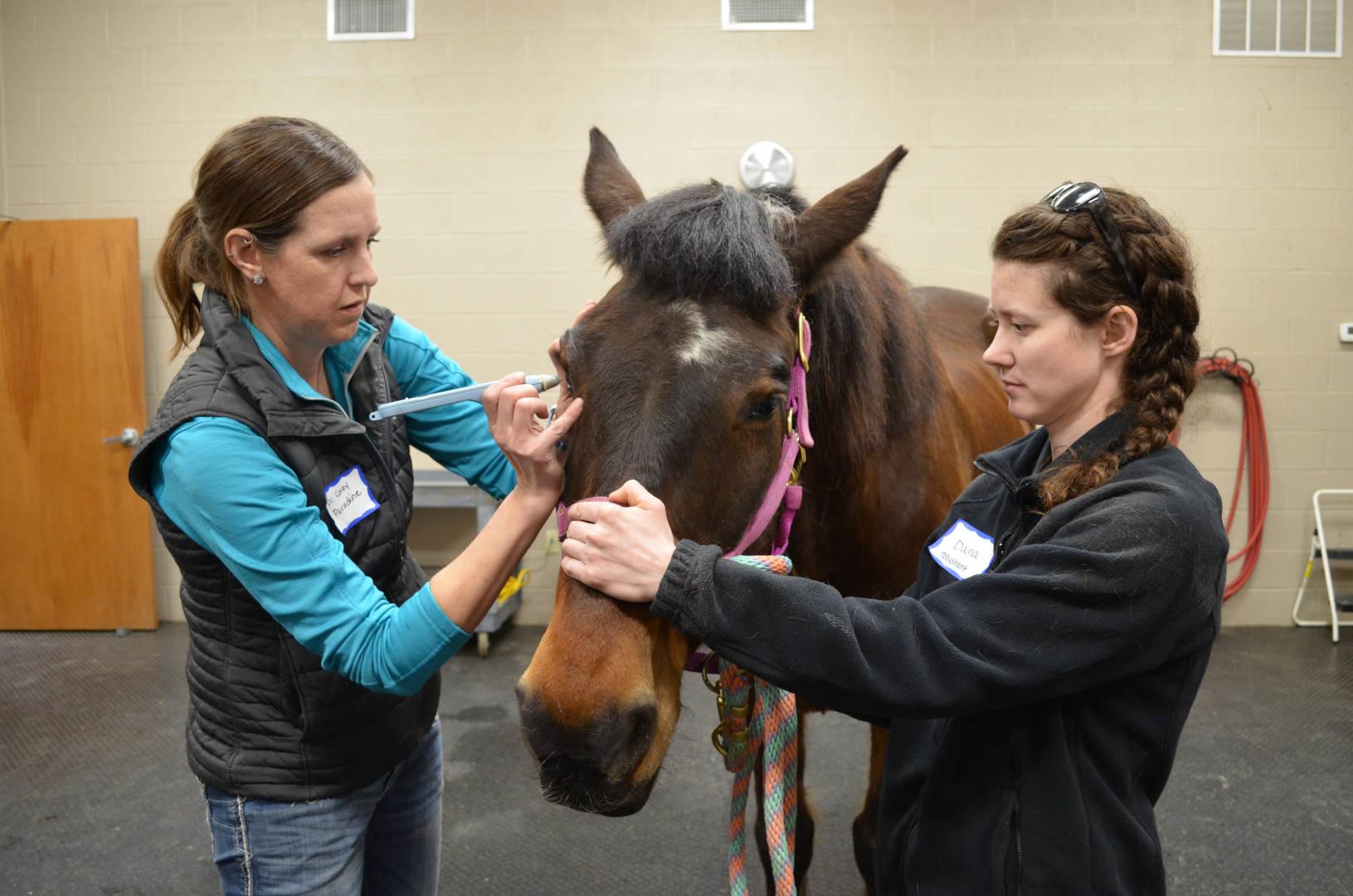 Ophthalmology - Cleveland Equine Clinic The Leader in Equine Healthcare