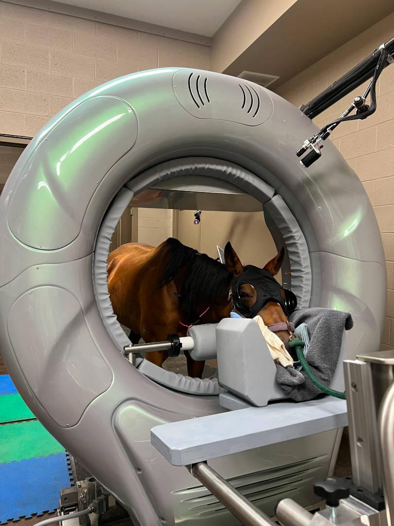 Computed Tomography - Cleveland Equine Clinic The Leader In Equine 